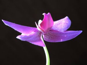 Orchidee - Foto von Mari Sawada